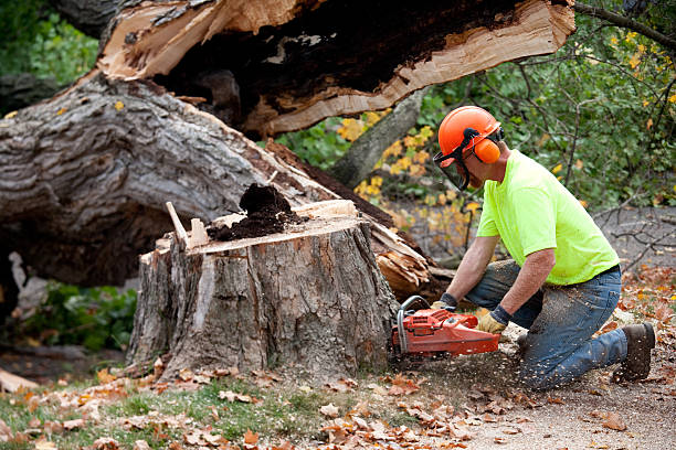 Best Tree Trimming and Pruning  in USA